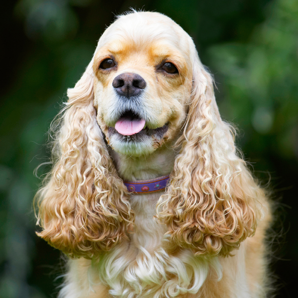 Alicia, American Cocker Spaniel, Dog, Dogs, Spaniel, Tongue
