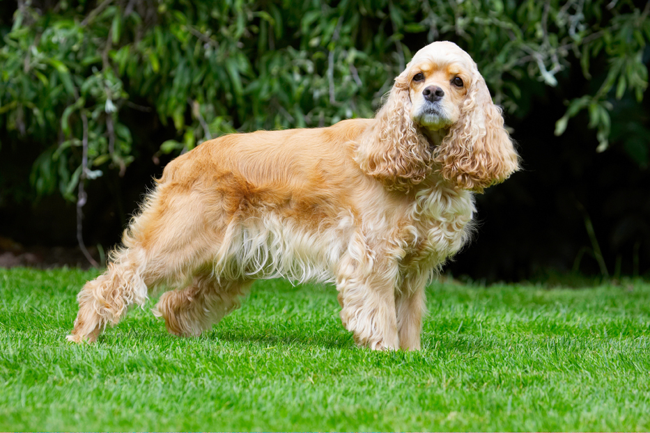 Alicia, American Cocker Spaniel, Dog, Dogs, Spaniel