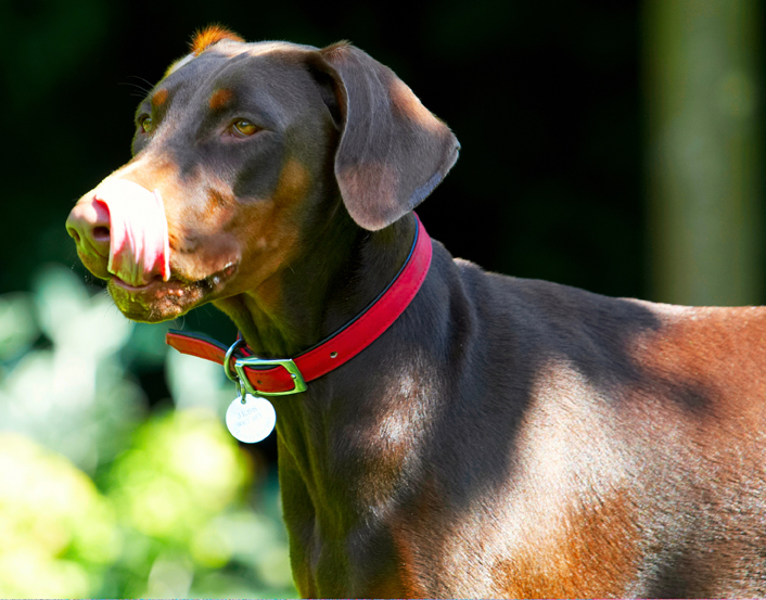 Doberman Pinscher, Dog, Dogs, Jess, Toby, Tongue