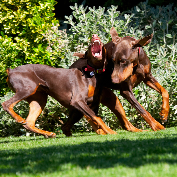 Doberman Pinscher, Dog, Dogs, Jess, Toby