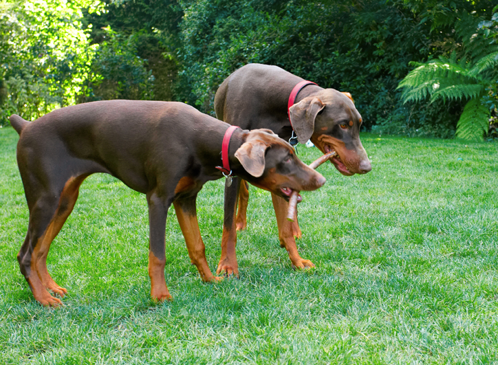 Doberman Pinscher, Dog, Dogs, Jess, Toby
