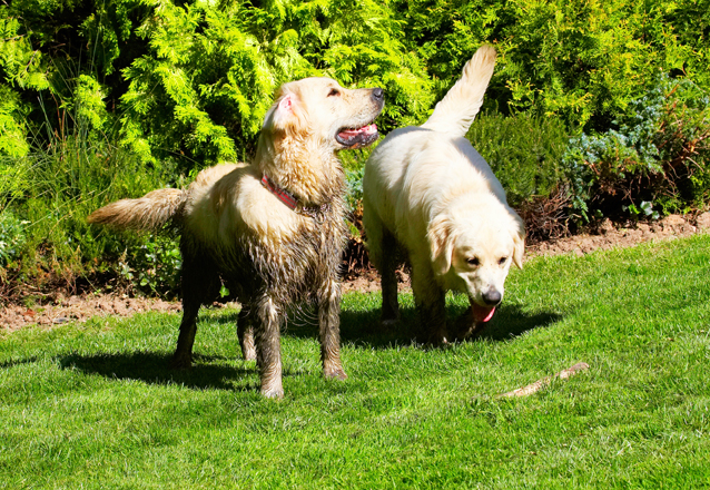 Dog, Dogs, Golden Retriever, Hal, Sirius
