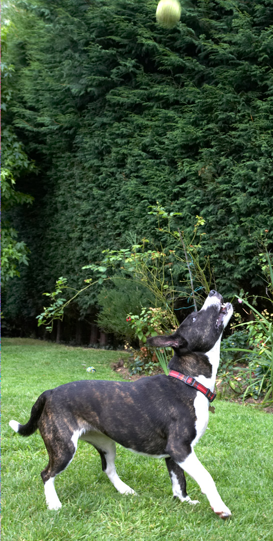 Ball, Dog, Dogs, Play, Playing, Playtime, Sasha, Staffordshire Bull Terrier, Terriers