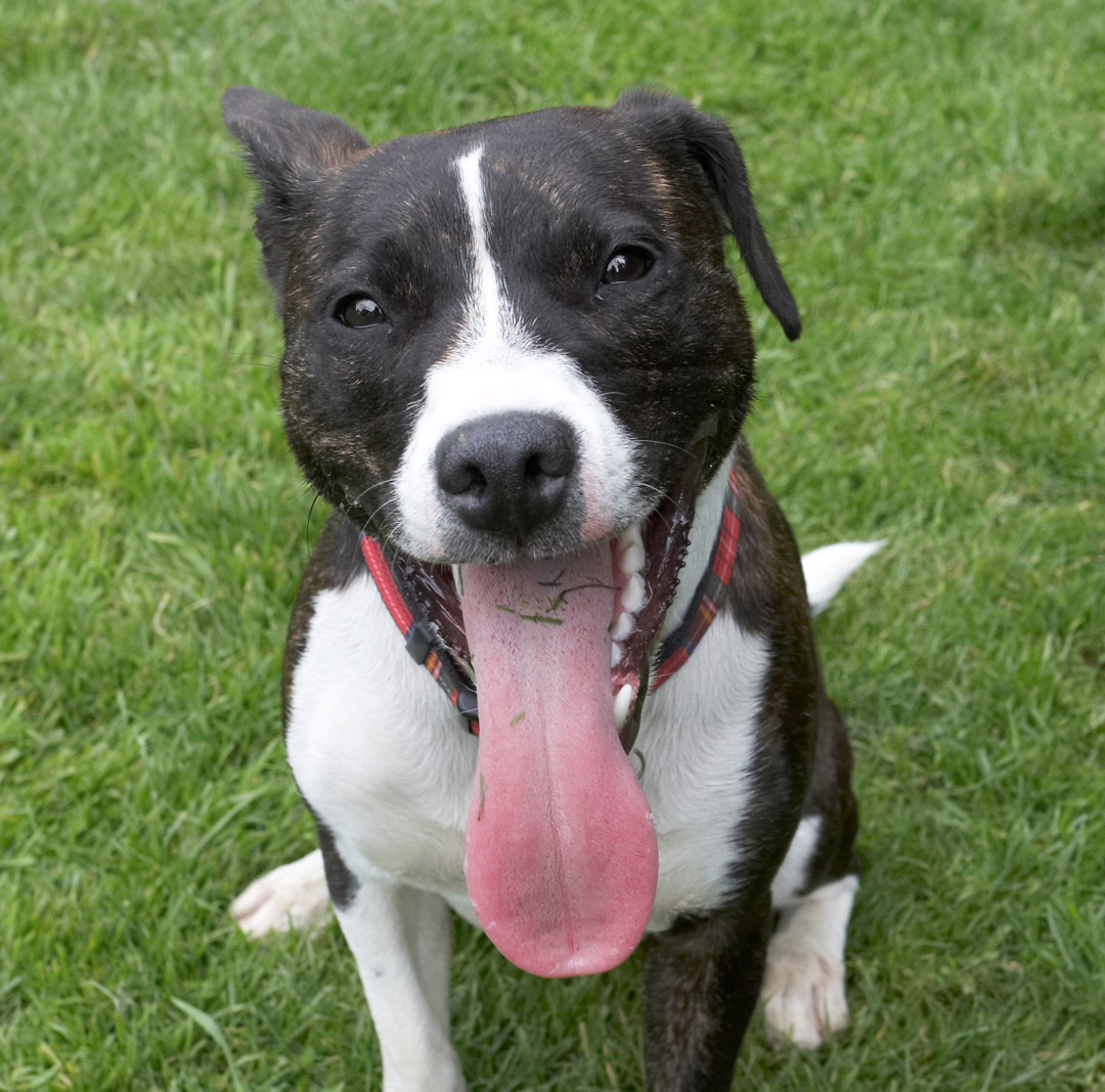 Dog, Dogs, Play, Playing, Playtime, Sasha, Sit, Sitting, Staffordshire Bull Terrier, Terriers, Tongue