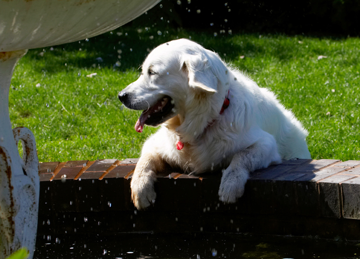 Bramley, Dog, Dogs, Golden Retriever, Play, Playing, Playtime, Retrievers, Tongue