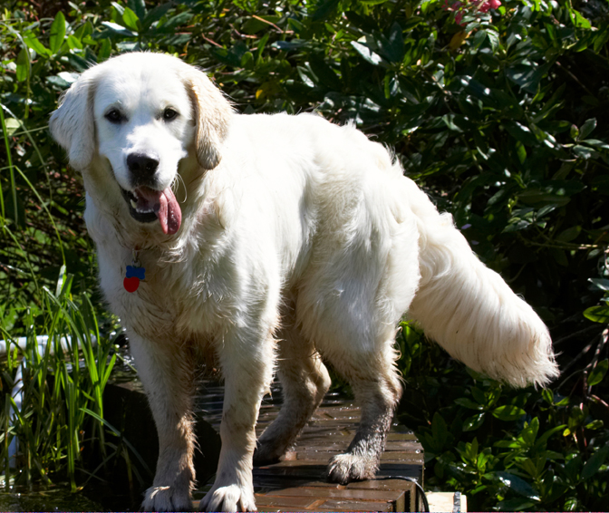 Bramley, Dog, Dogs, Golden Retriever, Play, Playing, Playtime, Retrievers, Tongue