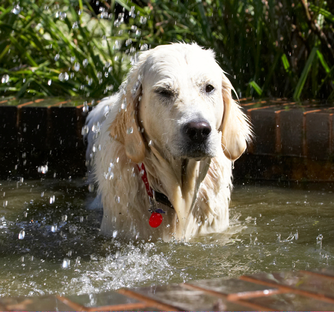 Bramley, Dog, Dogs, Golden Retriever, Play, Playing, Playtime, Retrievers, Water, Wet