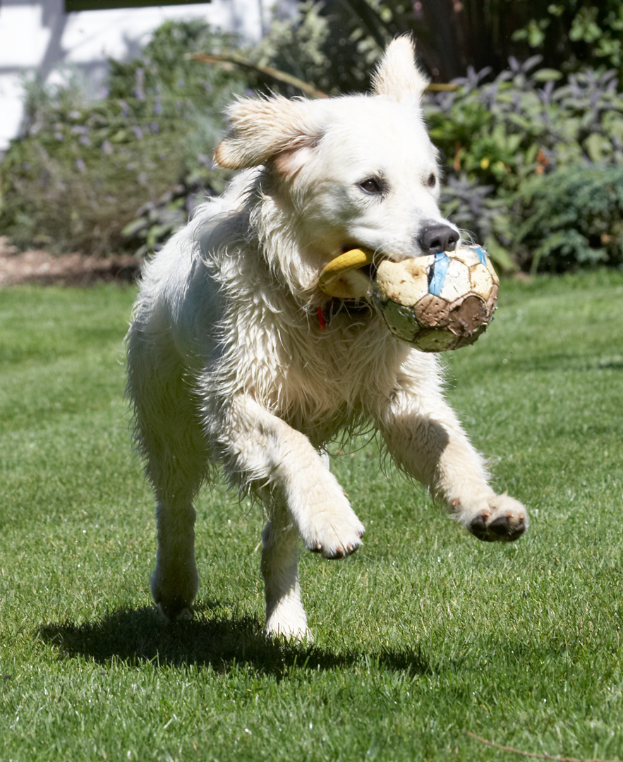 action, Animal, Animals, Ball, Bramley, Canine, Canines, Dog, Dogs, Golden Retriever, Land Mammal, Land Mammals, Play, Playing, Playtime, Retrievers, Run, Running, Terrestrial Mammal, Terrestrial Mammals