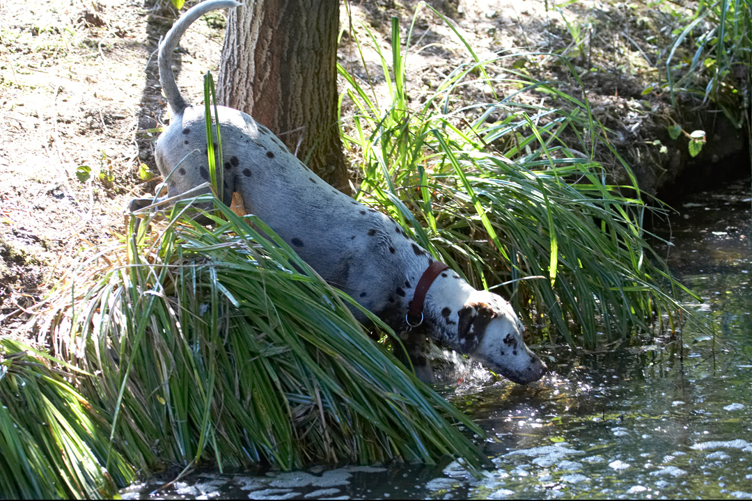 Animal, Animals, Canine, Canines, Dalmatian, Dalmatians, Dog, Dogs, Land Mammal, Land Mammals, Mia, Play, Playing, Playtime, Terrestrial Mammal, Terrestrial Mammals, water