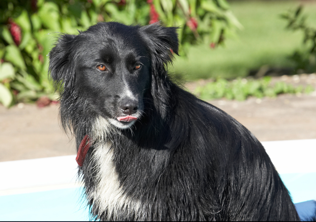 Animal, Animals, Barney, Canine, Canines, Collie, Collies, Craig, Dog, Dogs, Land Mammal, Land Mammals, Play, Playing, Playtime, Pool, Swimming, Swimming pool, Terrestrial Mammal, Terrestrial Mammals, tongue