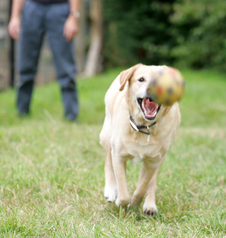 Zac Chasing The Ball