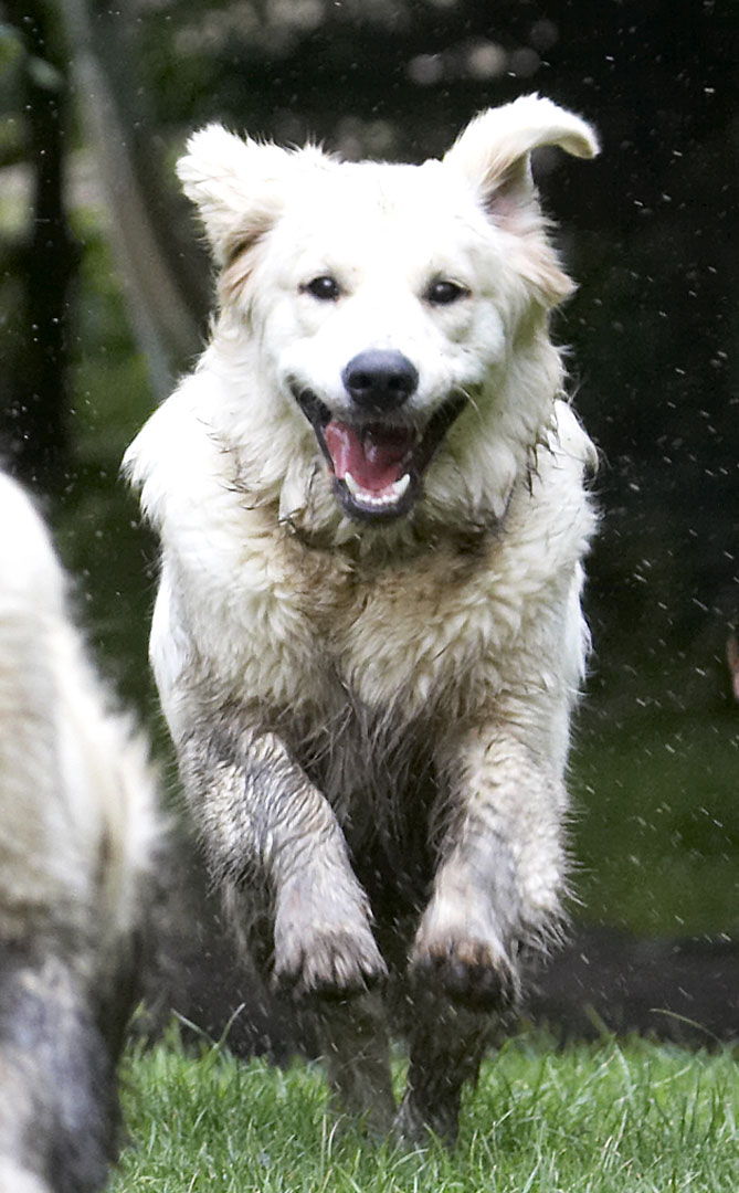 Dog, Dogs, Golden Retriever, Hal, Retrievers, Sirius, Tongue