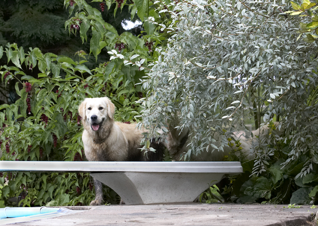 Dog, Dogs, Golden Retriever, Hal, Retrievers, Sirius, Tongue