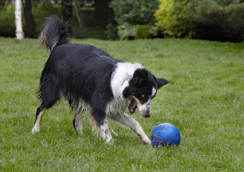 Ball, Border Collie, Collies, Dog, Dogs, Stinky, Tongue