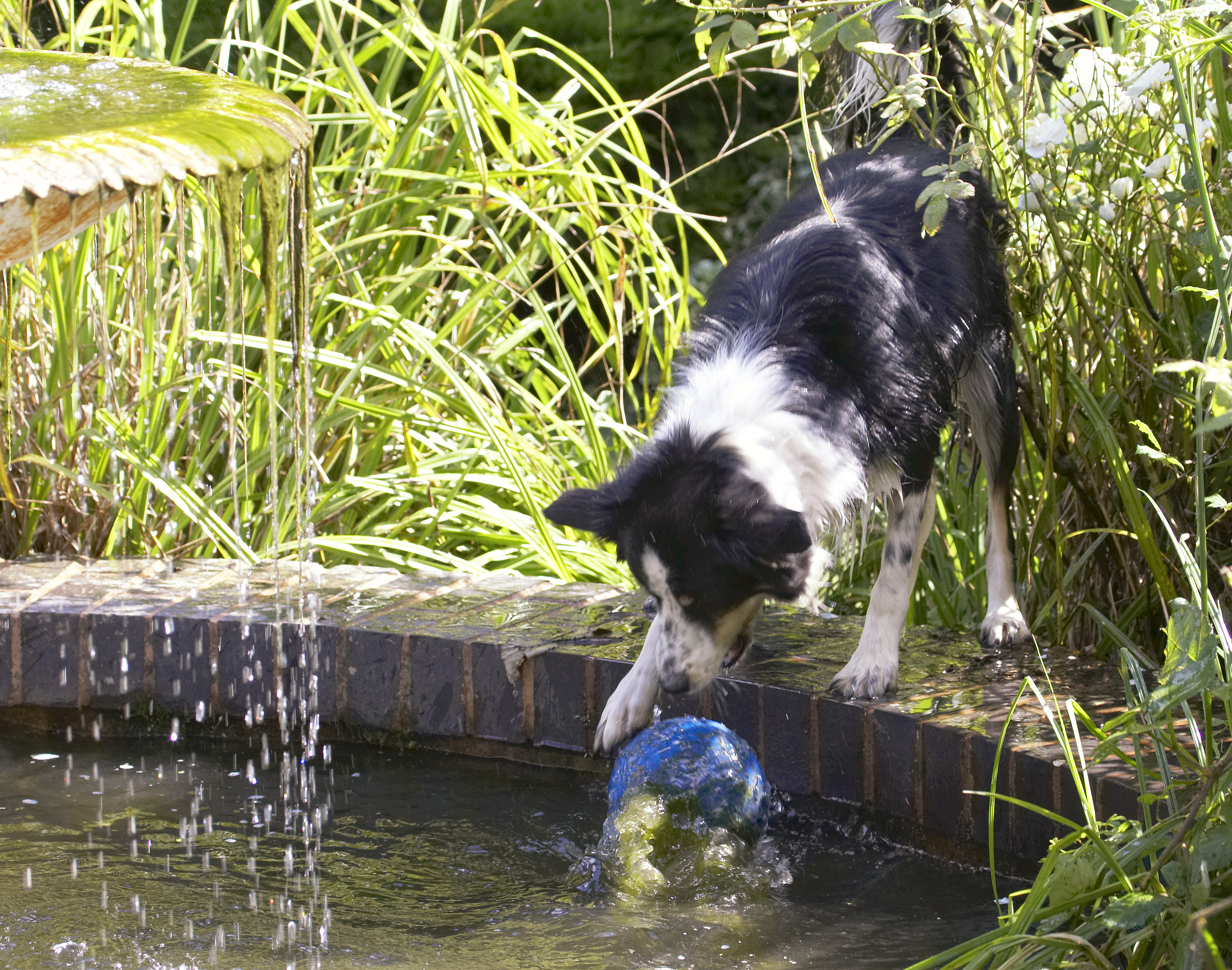 Ball, Border Collie, Collies, Dog, Dogs, Play, Playing, Playtime, Stinky, Water
