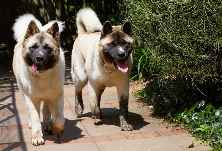Akita, Asha, Dog, Dogs, Sky, Tongue