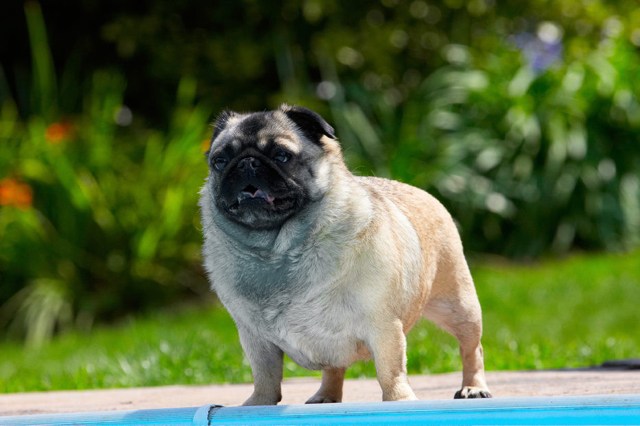 Bruno, Dog, Dogs, Loui, Pug, Pugs