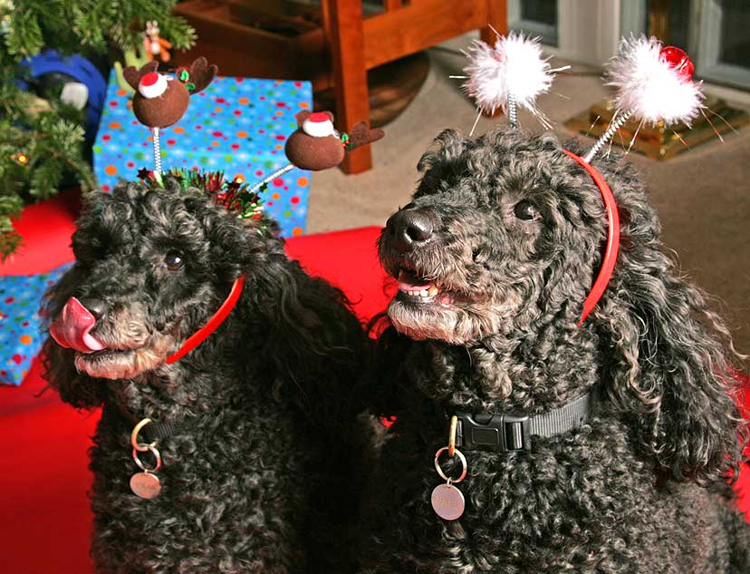 Bali and India With Their Holiday Attire