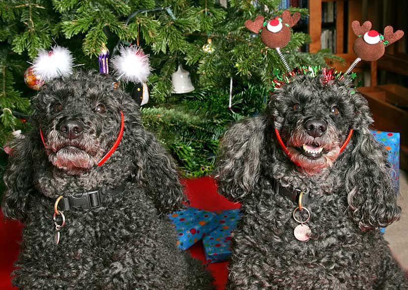 Bali and India at Christmas