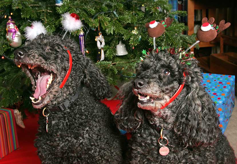 Bali and India at Christmas