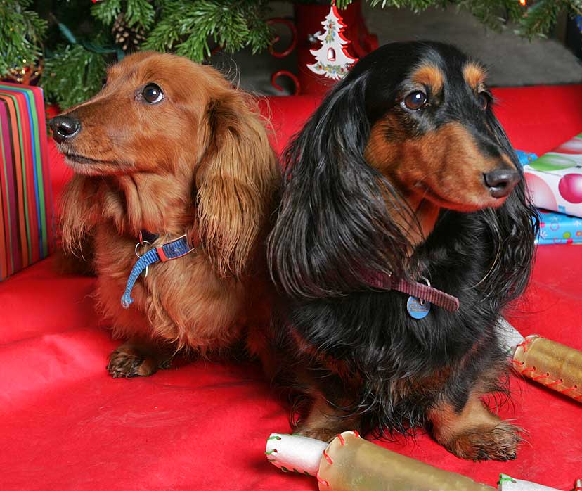 Molly and Whistler Looking in Different Directions