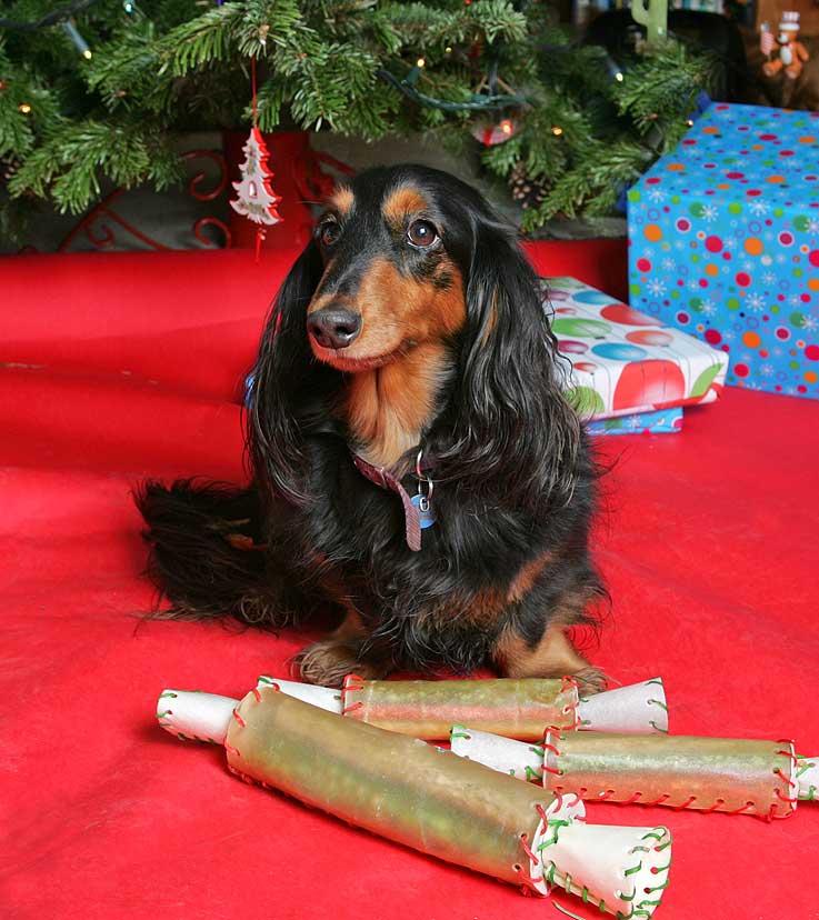 Whistler at Christmas