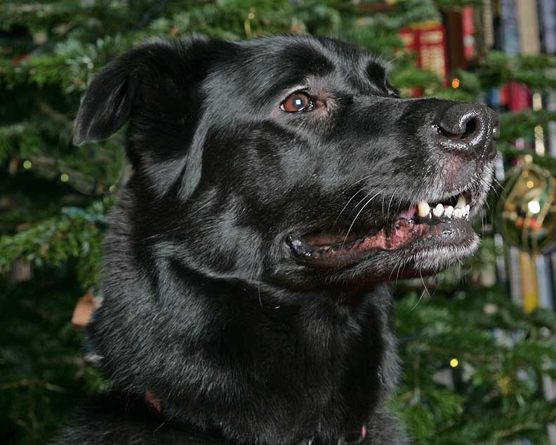 Onyx Beneath the Christmas Tree