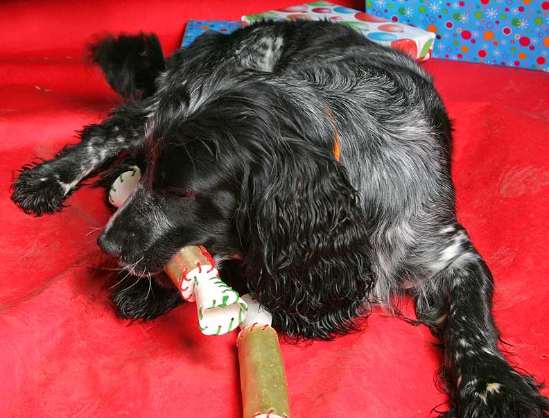 Bracken With His Rawhide Christmas Cracker