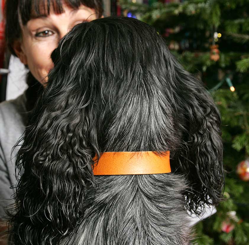 Bracken Looking at Marjorie