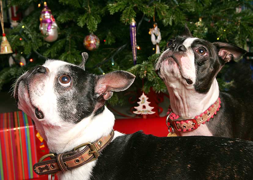 Mugsy and Cavi at Christmas