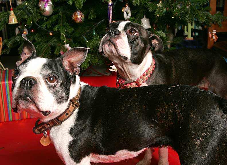 Mugsy and Cavi at Christmas