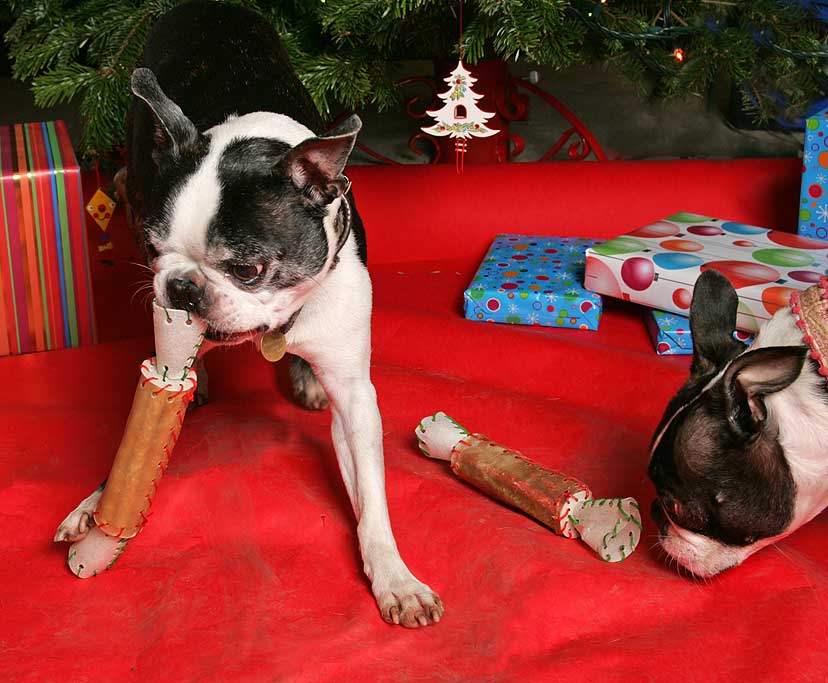 Mugsy and Cavi with the Rawhide Christmas Crackers