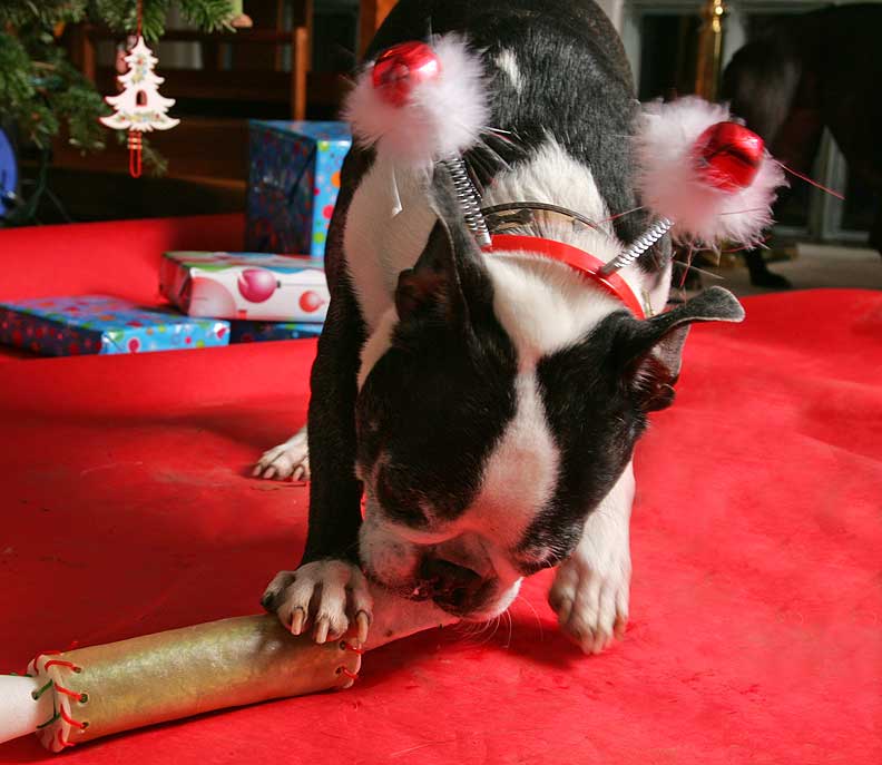Enjoying the Rawhide Christmas Cracker