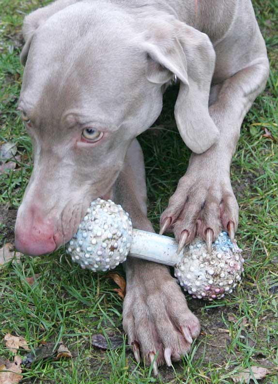 Moon the Weimaraner