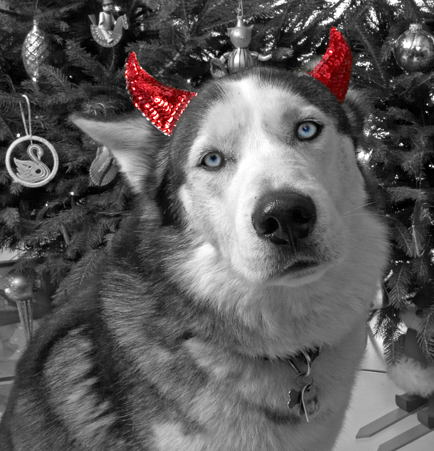 Lupus and The Devil Ears