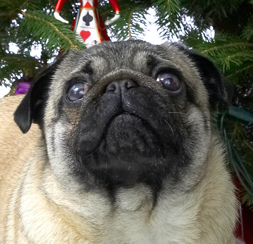 Franny's Christmas Portrait