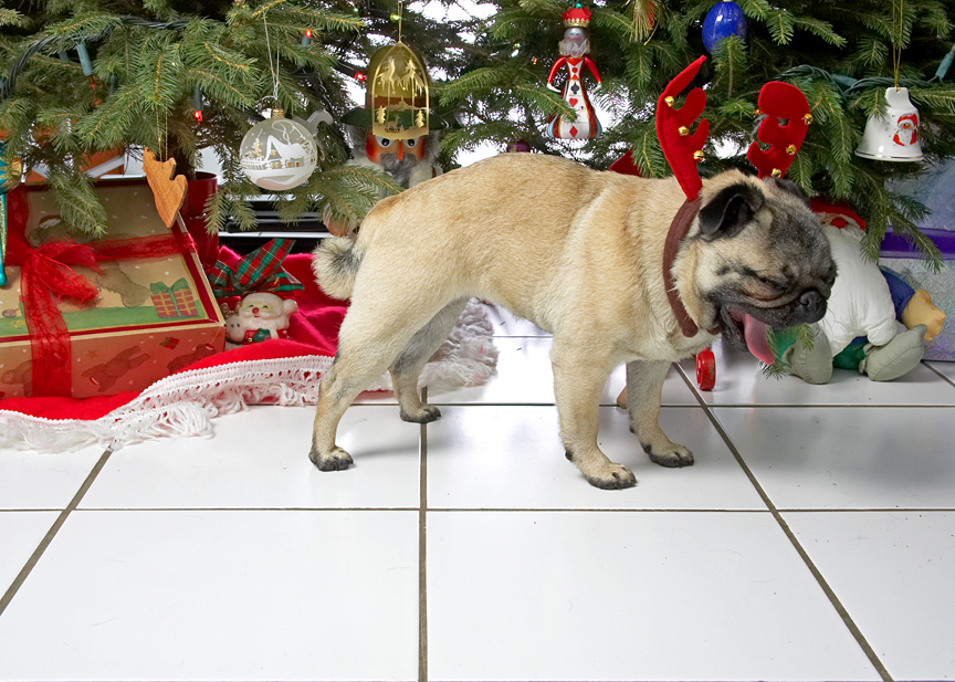 Franny With the Reindeer Antlers