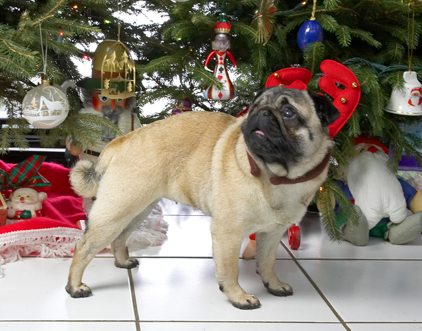 Franny With the Reindeer Antlers