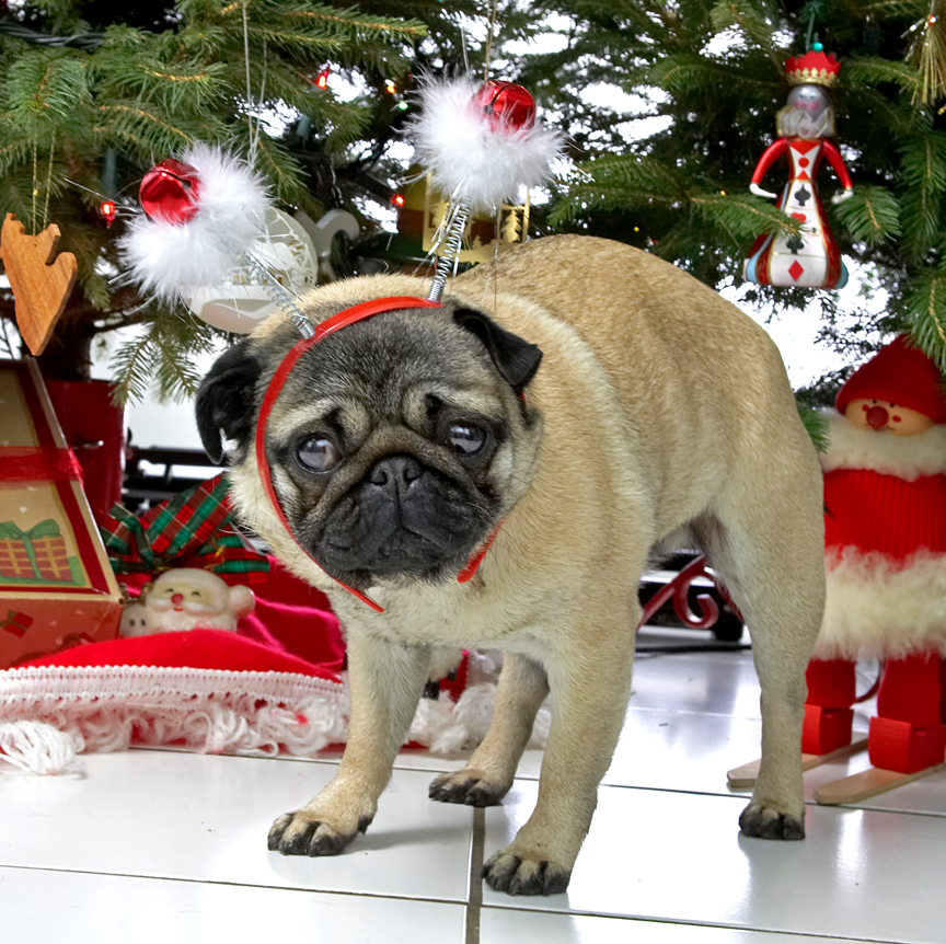 Franny and the Snowmen