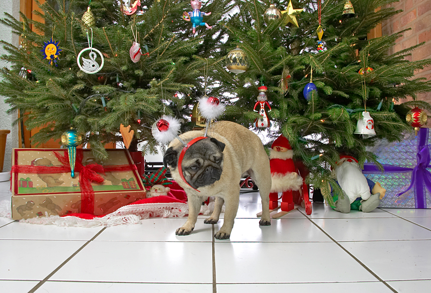 Franny Beneath the Christmas Tree