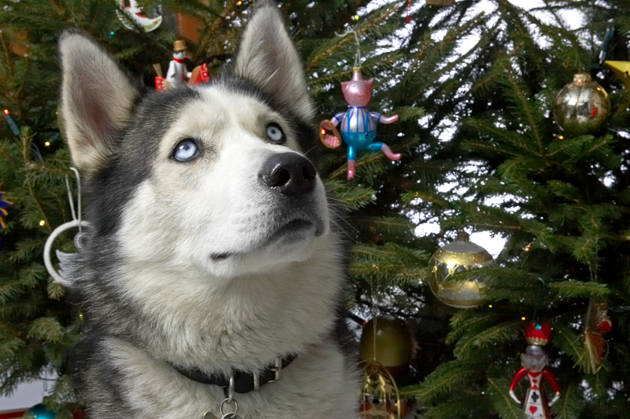Lupus Beneath the Christmas Tree