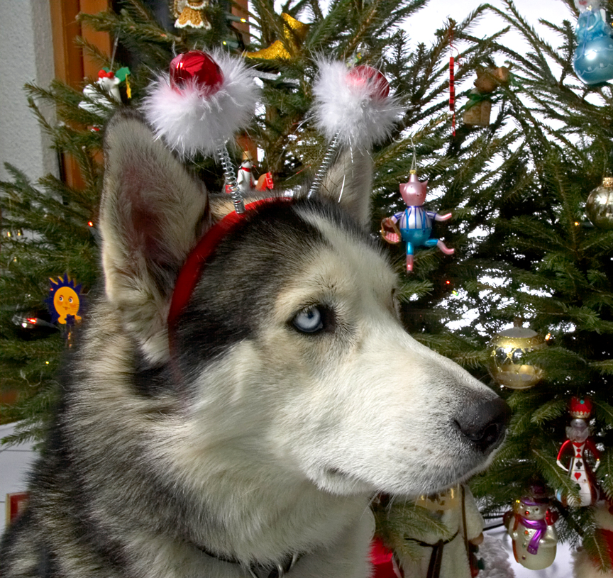 Lupus Wearing the Snowmen Bells