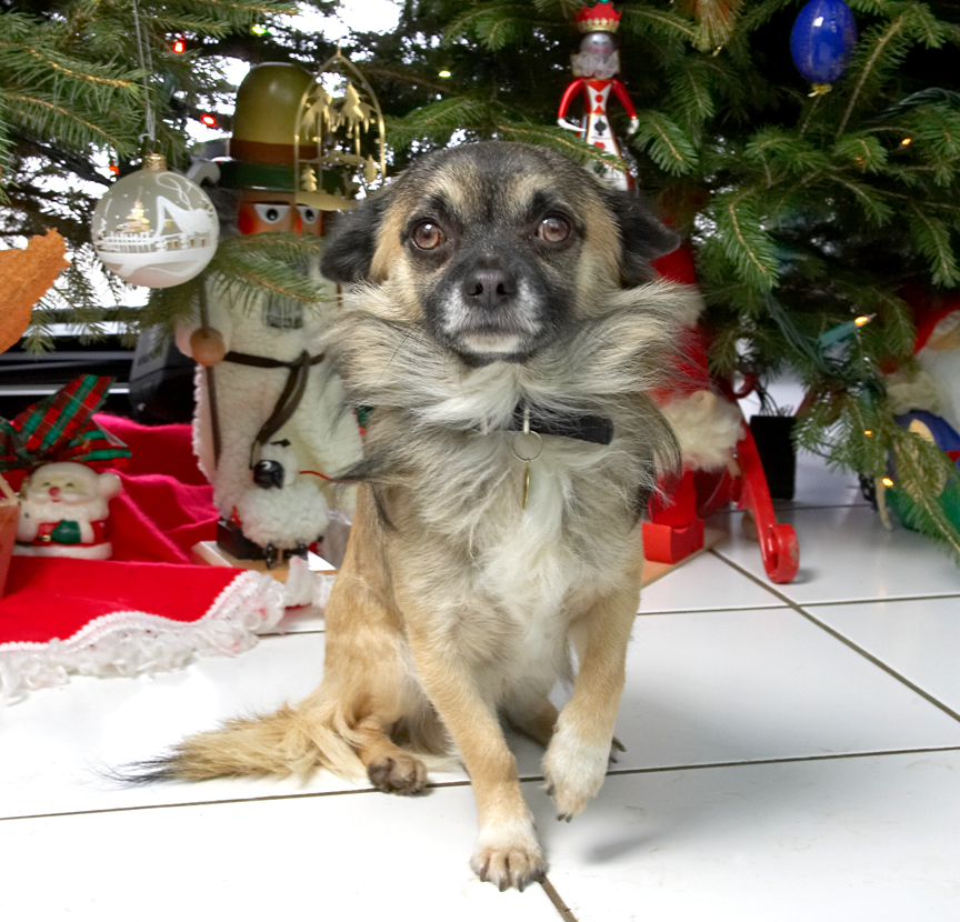 Peepee Beneath the Christmas Tree