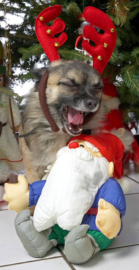 Peepee, Reindeer Antlers, and Santa