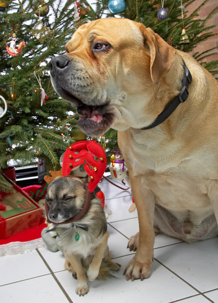 Peepee and Brutus at Christmas