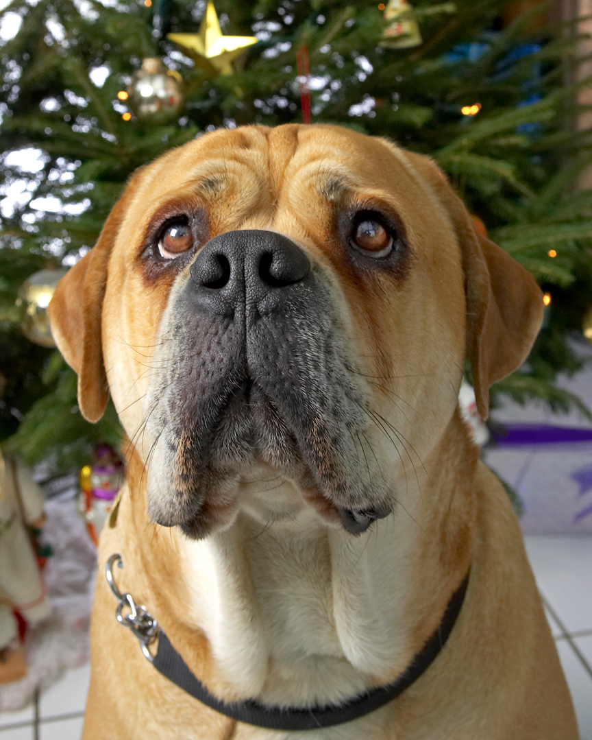 Brutus at Christmas