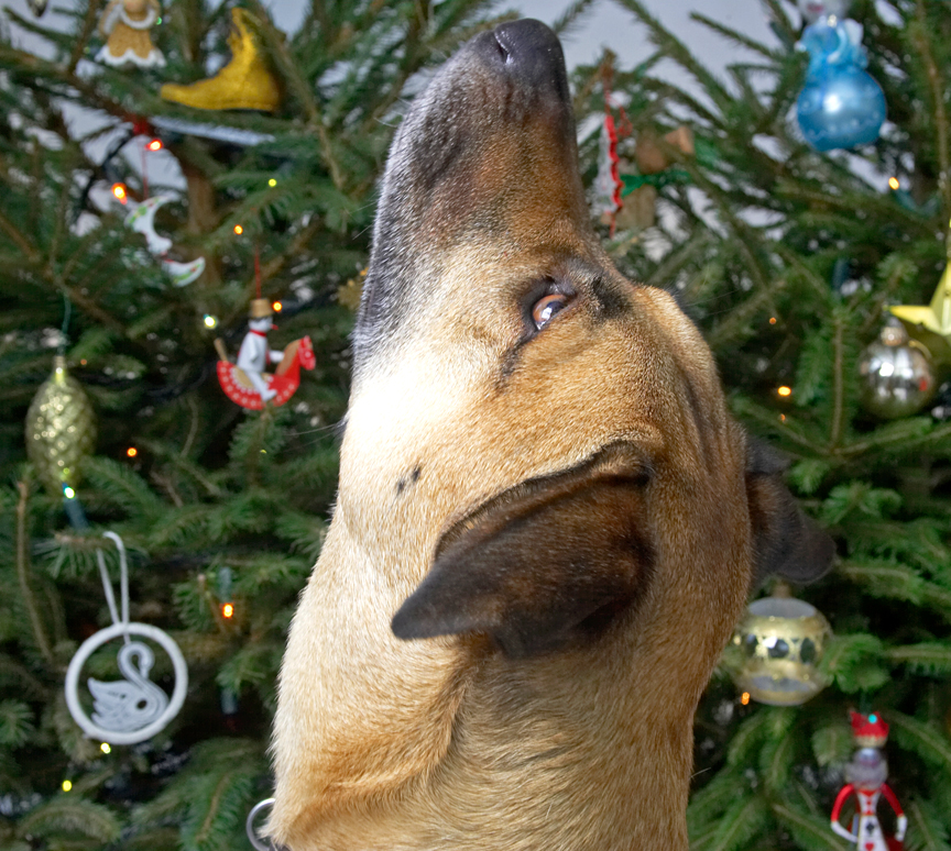 Savannah Looking Straight Up