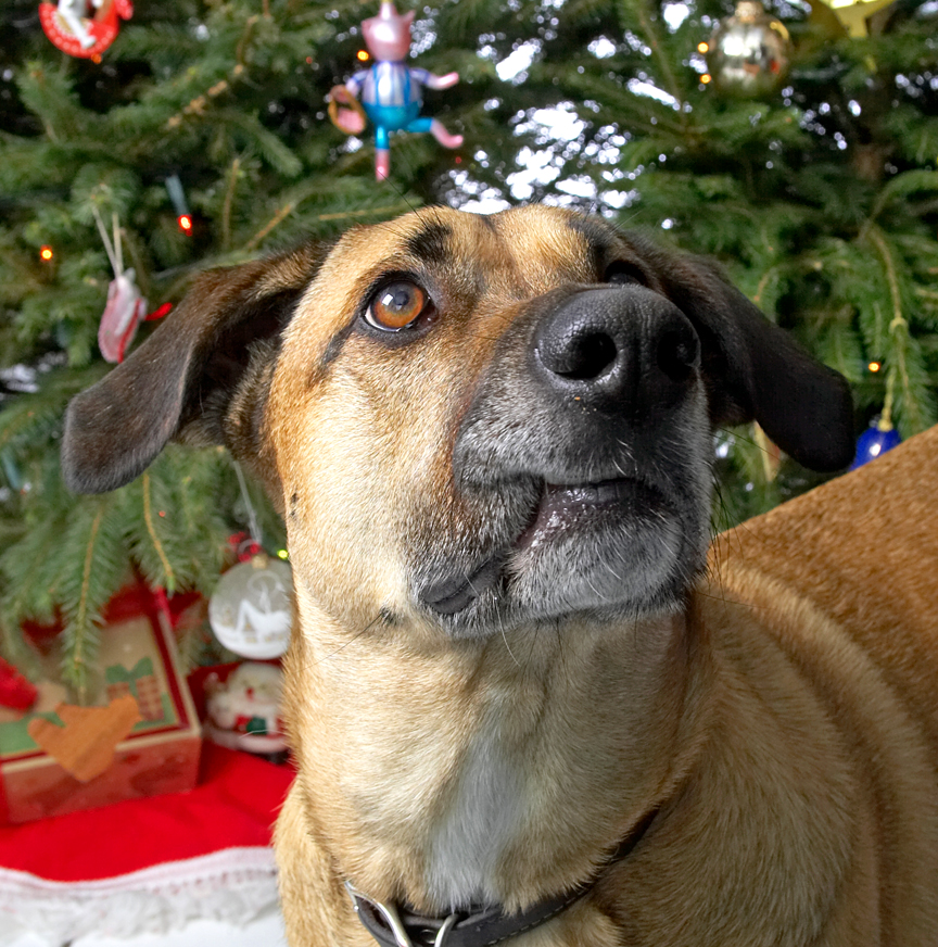 Savannah at Christmas