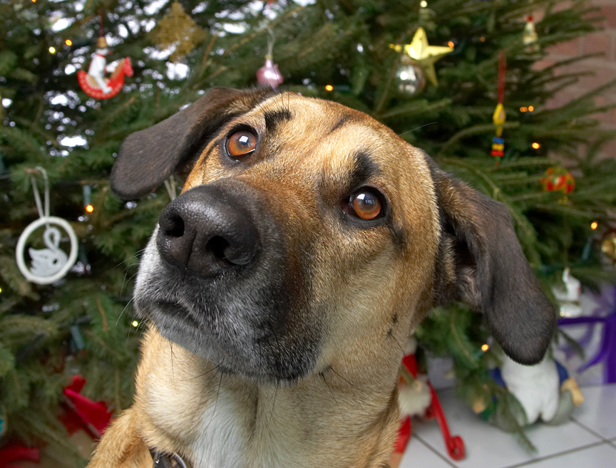 Savannah at Christmas