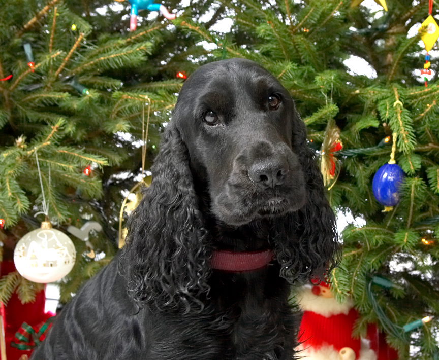 Woody Beneath the Christmas Tree